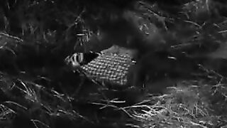 Plan 9 from Outer Space - 1959