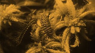 Nosferatu: A Symphony of Horror - 1922