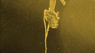 Nosferatu: A Symphony of Horror - 1922